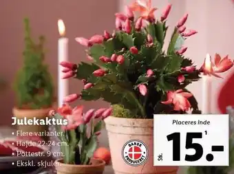 Lidl Julekaktus tilbud