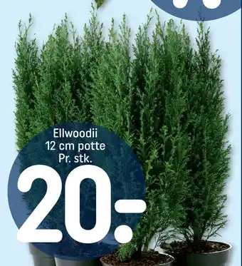 REMA 1000 Ellwoodii 12 cm potte tilbud