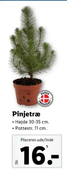 Lidl Ukendt planter tilbud