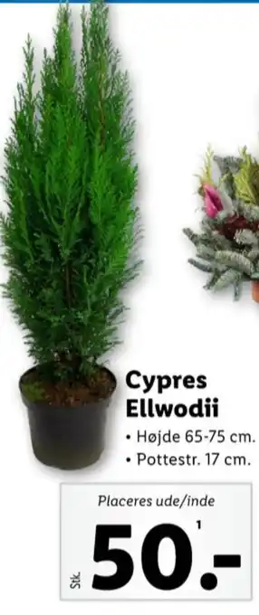 Lidl Ukendt planter tilbud