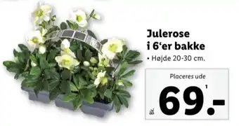 Lidl Ukendt planter tilbud