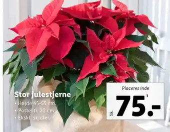 Lidl Ukendt planter tilbud