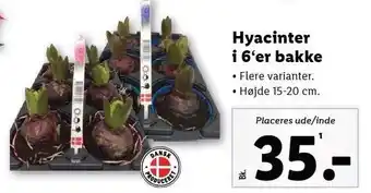 Lidl Hyacinter i 6'er bakke tilbud