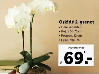 Lidl Orkidé 2-grenet tilbud