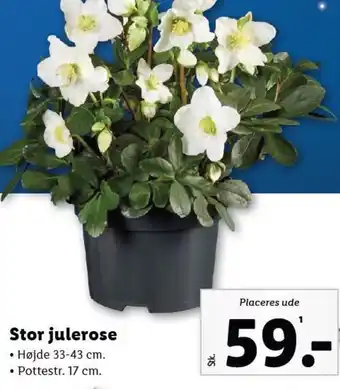 Lidl Stor julerose tilbud