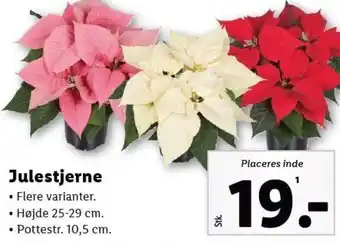 Lidl Julestjerne tilbud