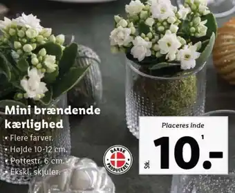 Lidl Mini brændende kærlighed tilbud