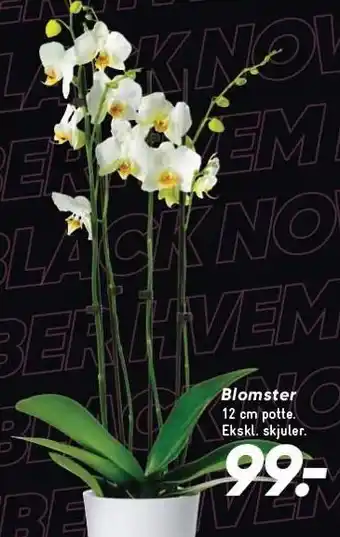 Bilka Blomster tilbud