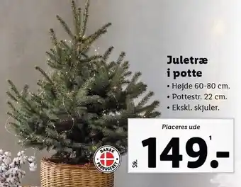 Juletræ i potte