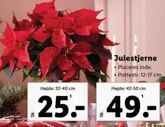 Lidl Julestjerne tilbud