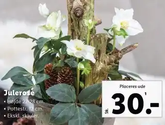 Lidl Julerose tilbud