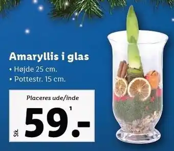 Lidl Amaryllis i glas tilbud