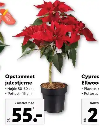 Lidl Opstammet julestjerne tilbud