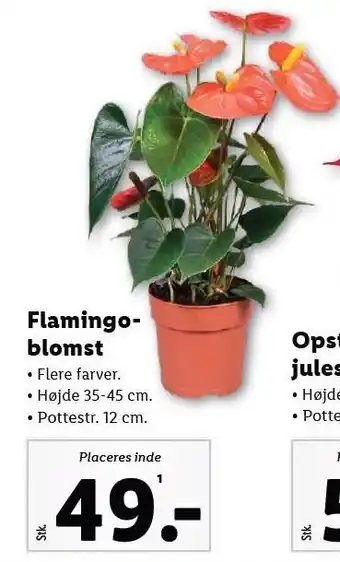 Lidl Flamingoblomst tilbud