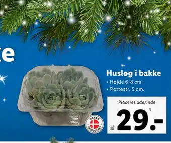 Lidl Husløg i bakke tilbud