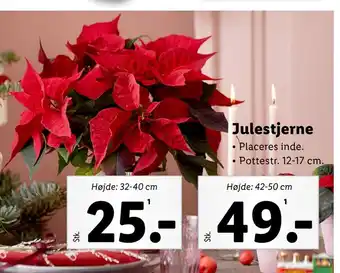 Lidl Julestjerne tilbud