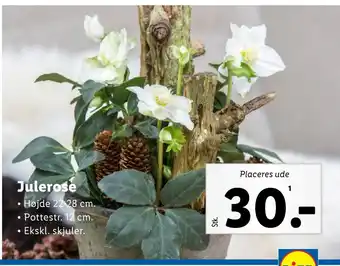 Lidl Julerose tilbud