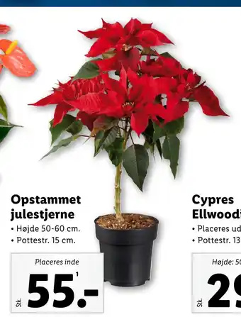 Lidl Opstammet julestjerne tilbud