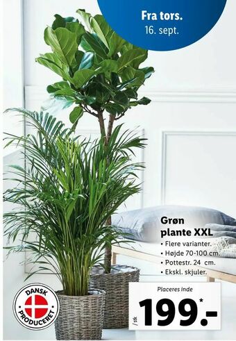Let-Køb Grøn plante XXL tilbud