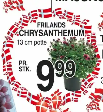 Chrysanthemum