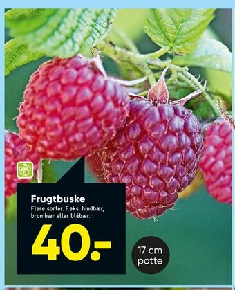 Bilka Frugtbuske tilbud