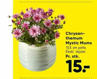 Bilka Chrysanthemum Mystic Mums tilbud