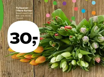 Tulipaner i flere farver