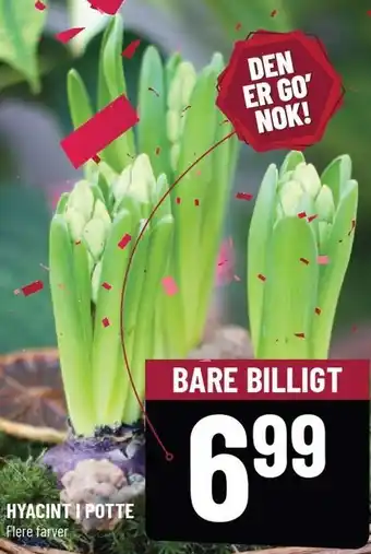 Hyacint i potte