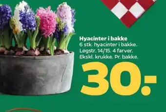 Netto Hyacinter i bakke tilbud