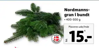 Nordmannsgran i bundt