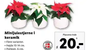Lidl Minijulestjerne i keramik tilbud