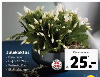 Julekaktus