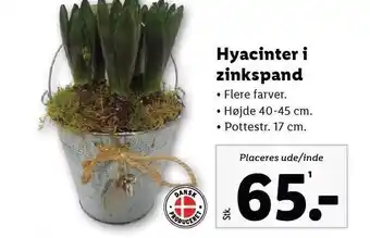 Lidl Hyacinter i zinkspand tilbud