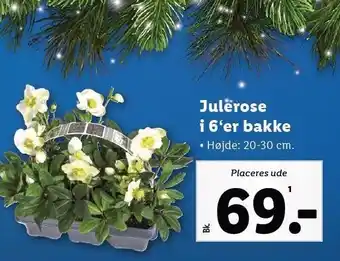 Lidl Julerose i 6'er bakke tilbud