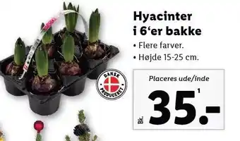 Hyacinter i 6'er bakke