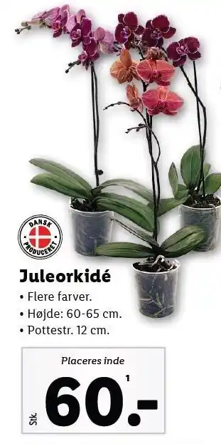 Lidl Juleorkidé tilbud