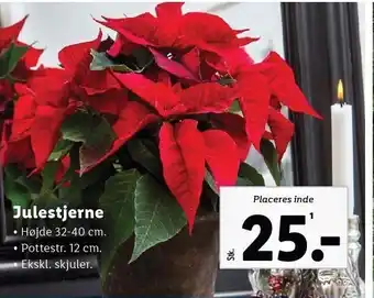 Lidl Julestjerne tilbud