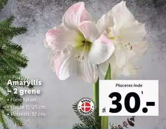Lidl Amaryllis - 2 grene tilbud