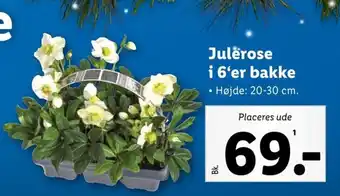 Lidl Julerose i 6'er bakke tilbud