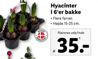Lidl Hyacinter i 6'er bakke tilbud