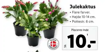 Lidl Julekaktus tilbud