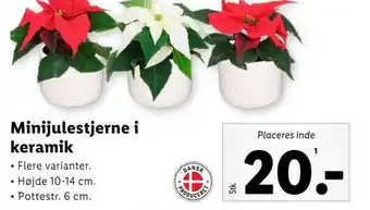 Lidl Minijulestjerne i keramik tilbud