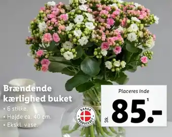 Lidl Brændende kærlighed buket tilbud