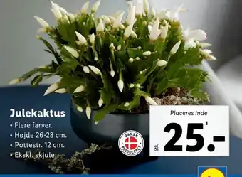 Lidl Julekaktus tilbud