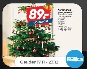 Nordmanns gran juletræ