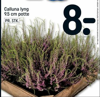 REMA 1000 Calluna lyng 9,5 cm potte tilbud