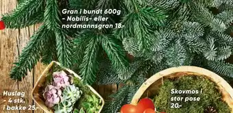 Gran i bundt 600g