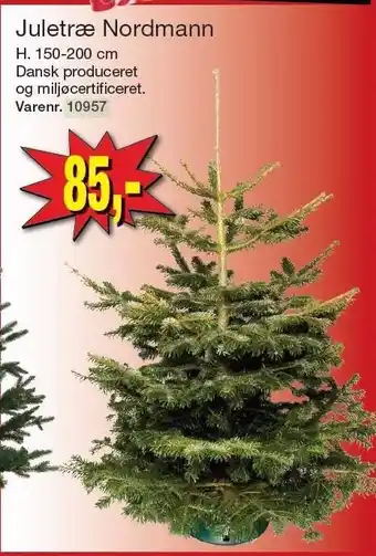 Harald Nyborg Juletræ nordmann tilbud