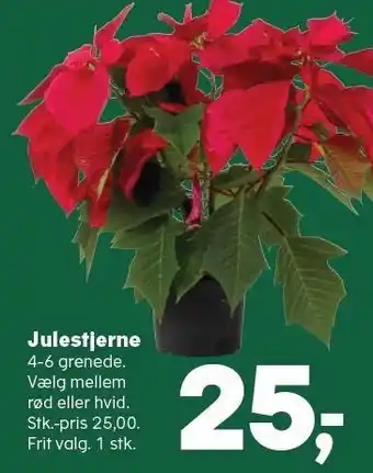 Julestjerne