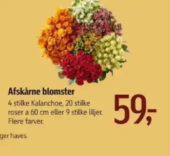 Føtex Afskårne blomster tilbud